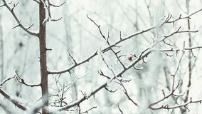 Beautiful winter background, closeup view of snowy winter trees, 4K realtime video