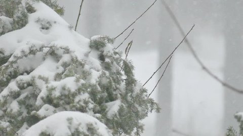 Winter landscape on the mountain in slow motion, Beautiful winter's idyll, Slow Motion Video Clip