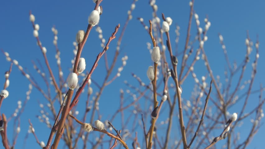 The branches of a willow, spring. Closeup.
