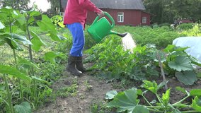 male farmer watering vegetable zucchini in garden. Gardening in the summer. video clip.