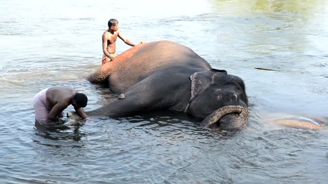 Kodanad, India - December, 26, 2016: Elephant bathing on southern banks of the Periyar river at Kodanad training center, Kerala, India. Man asks animal to give leg for wash. 