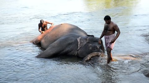 Kodanad, India - December 23, 2016: Elephant bathing on southern banks of the Periyar river at Kodanad training center, Kerala, India. Two man washing animal