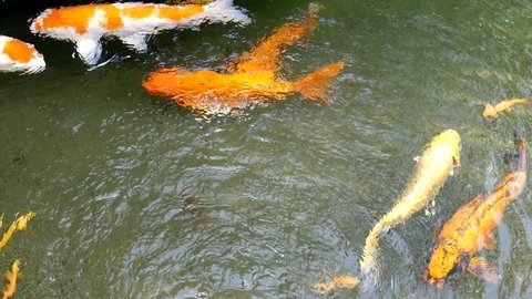 Japanese KOI fish in the pond