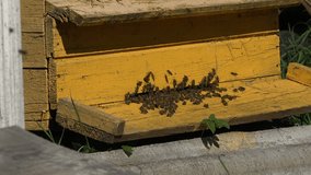 close up of swarm of bees to the old wooden yellow painted hive outdoor at summer time. video clip.
