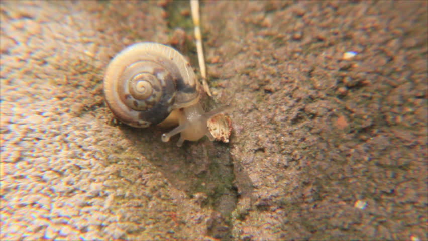 ten little garden snails Ten little garden snails summary note: summary text provided by external source author: randell, beverley language: english early-reading indicators 430l lexile. ten little garden snails Ten little garden snails summary note: summary text provided by external source author: randell, beverley language: english early-reading indicators 430l lexile.