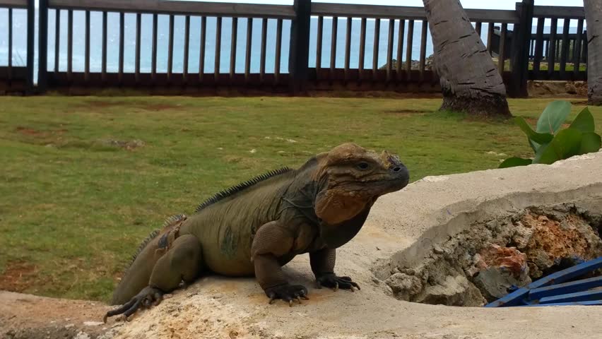 Iguana living at the beach in santo domingo, dominican republic