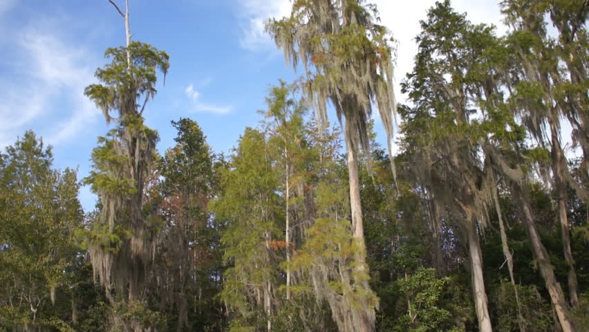 Cypress trees on Suwanee River in Georgia
