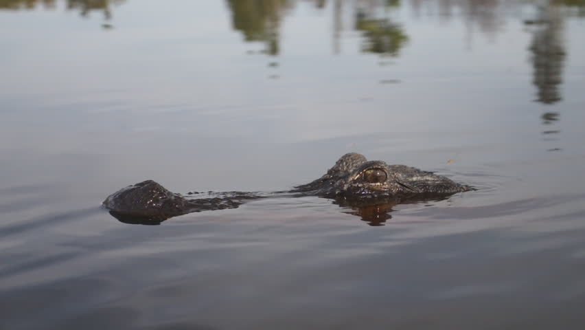 Alligator submerging
