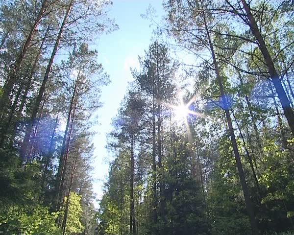 Gravel road in a pine forest. Sun penetrating through the branches. 