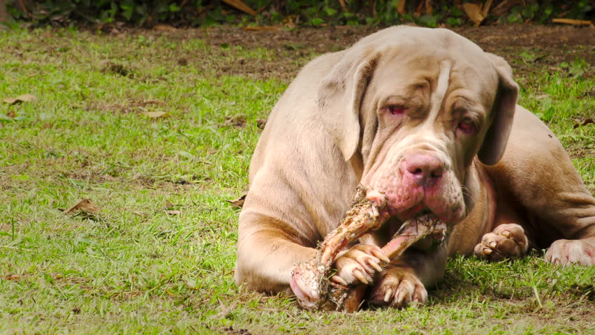 mastiff raw diet