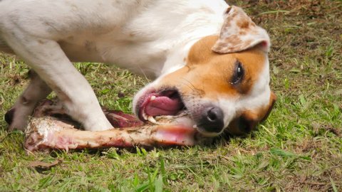 Raw Diet Food For A Very Happy Jack Russell Parson Terrier Pet Dog