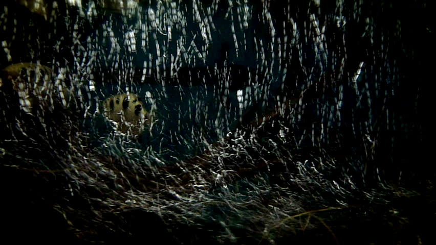 Oxygen bubbles in aquarium