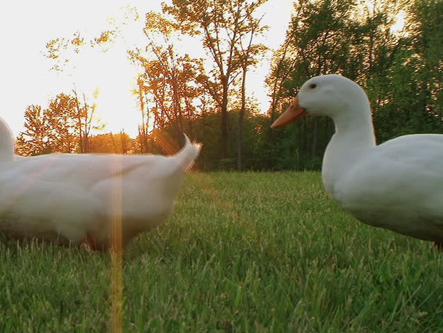 Ducks Crossing Sunset 