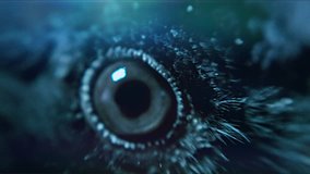 Raven. Eye of the crow. Macro. - Powered by Shutterstock - Get 15% off with code: PIKWIZARD15