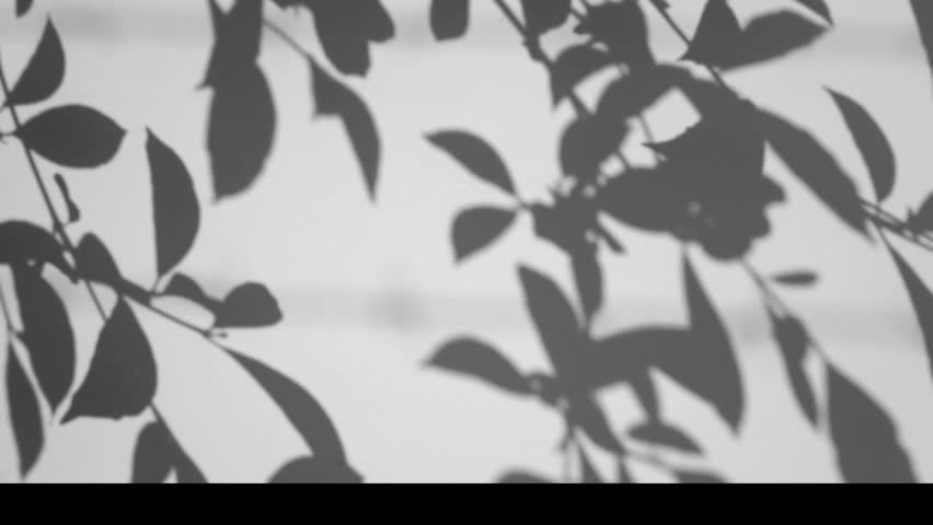 Silhouette Shadow Of Leaves Motion Stock Footage Video 100 Royalty Free 14985160 Shutterstock