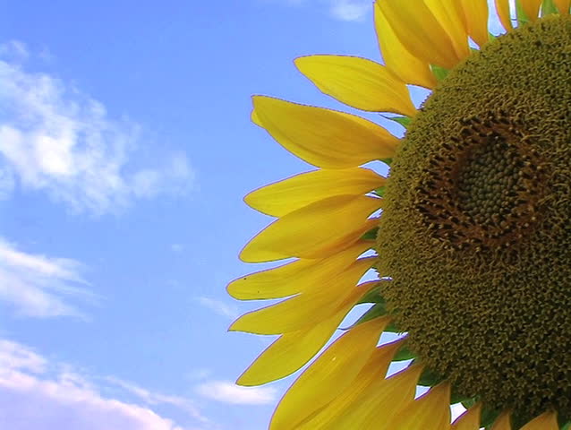 Sunflower Against Sky 