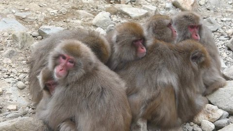 Footage with real sound : In winter snow falling time, Group of Japanese snow monkeys (Macaque)  Panic behavior from something, Jigokudani Wild Monkey Park, Nagano, Japan.