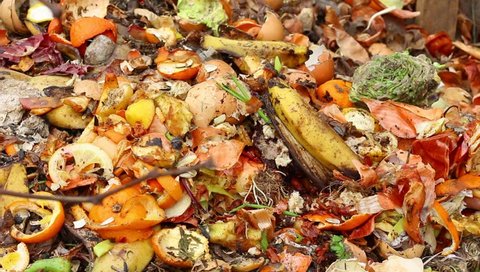 Kitchen Scraps: peels of potato, onion, lemon, tangerine, banana, kiwi, egg. Food waste for biodegraded by composting , and reused to fertilize soil. Compost pile
