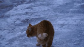 cat walks in the snow