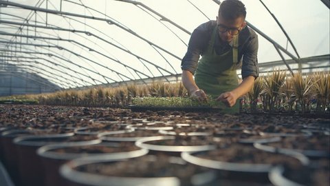 Gardeners working at the greenhouse seedlings successfully puts. RAW video record.