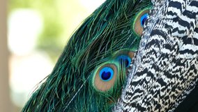 4K Video of peacock's fan close up shot at Los Angeles
