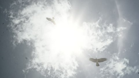 Birds soar high in the sky. Eagle.