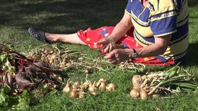 senior female hand prepare onion harvest for winter time food. Woman sit on green grass in yard. video clip.
