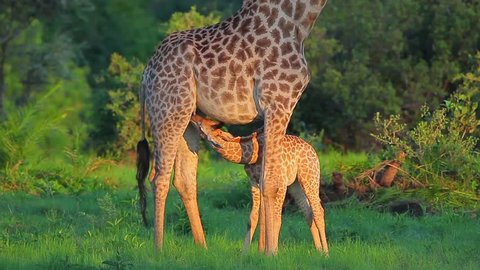 A baby giraffe (Giraffa camelopardalis) suckles from its mother in early morning light on Chief's Island in the heart of Botswana's Okavango Delta.