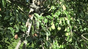 tilt down of pear tree branch with fruit in green summer garden. Fruit harvest from tree. video clip.