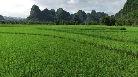 Aerial video, with drone, above ricefield, in a beautiful Vietnam landscape. 