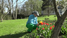 Happy smiling gardener man pick gather colorful tulip flowers and smell them in spring time garden. Man in blue jumper and green pants. Static shot. video clip.