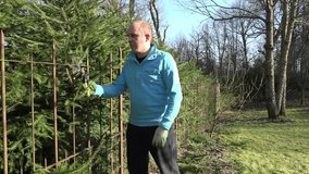 Gardener man in blue jumper cut fir tree hedge with secateurs shear on blue sky and spring trees background. Spring season works in homestead garden. video clip.