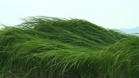 Hard Winds Moving Tall Green Grass, Philippines