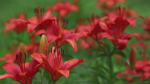 Beautiful Red Lily flower, rack focus