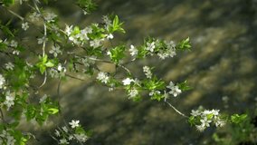 blossoming tree, Spring, clean, flora, green, plant