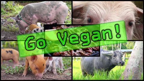 Poor Cows and Pigs Killed for Meat. Stop Violence Go Vegan 