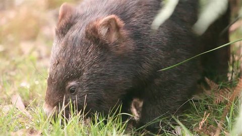 Australian wild Wombat eating grass close up.