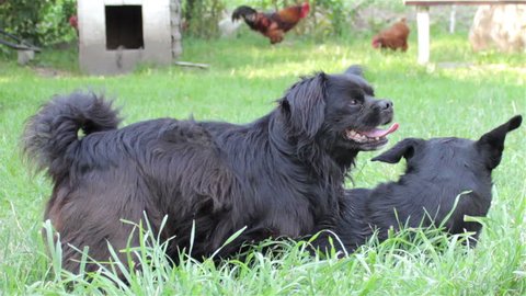mating dogs lying/black dog griffon lying  and mating very funny frame