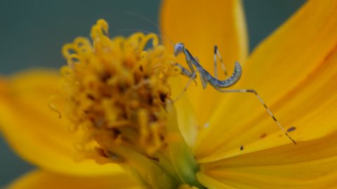 a little mantis is climbing on the  cosmos flower Stockvideó