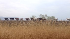 Cowherd and Herd of Cows Walking on Hill. Tankovo in Bulgaria