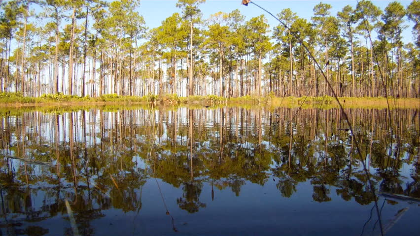 Swamp life in a south Georgia pond with Alligators, wide angle view.