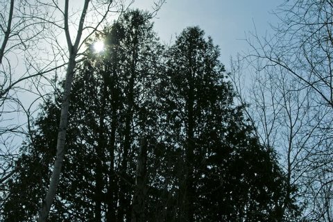 timelapse of the sun's movement through cedar trees on a windy day 
