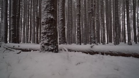 Camera sliding along fallen tree covered in snow in forest of tall pines
