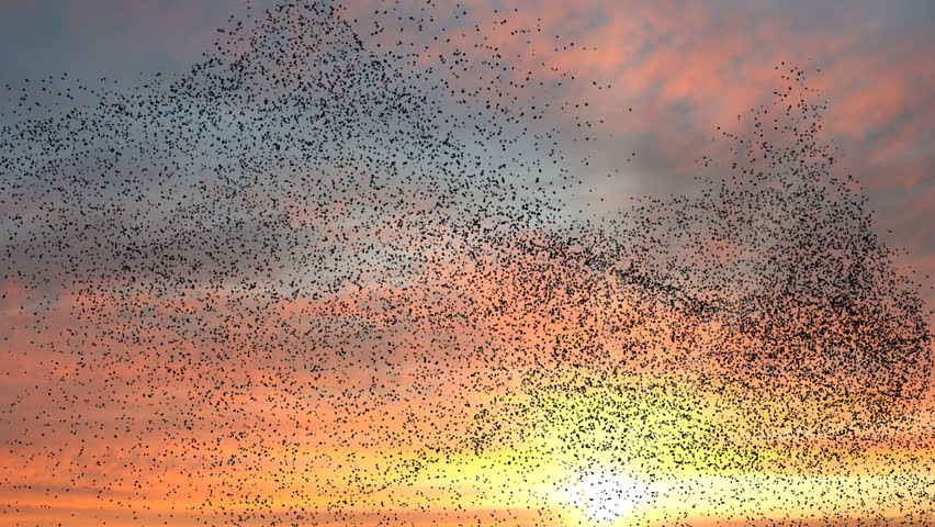 Flock Of Birds Swarming Against Stock Footage Video 100 Royalty Free