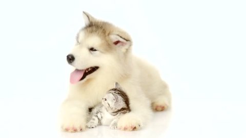 Puppy embracing tiny kitten on white background