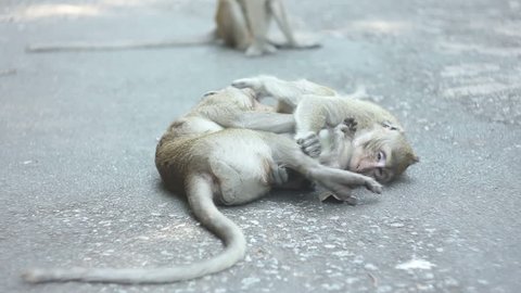 Wild Monkeys Fighting