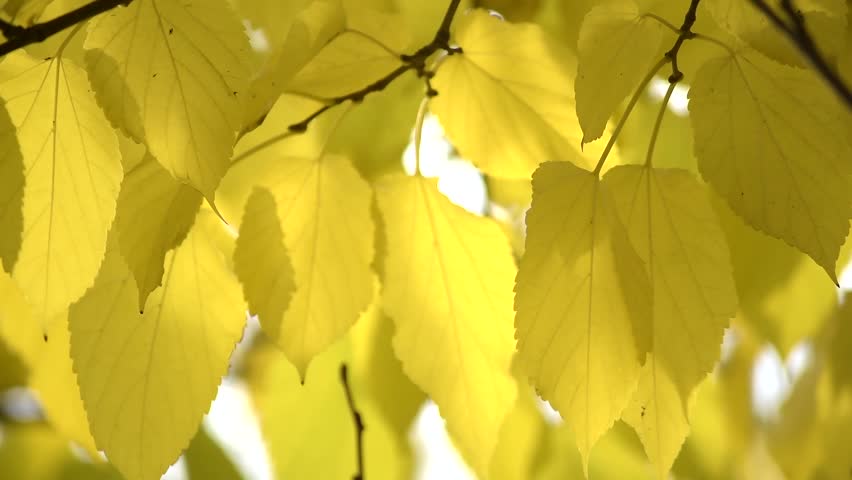 Leaves blowing on a single note. Leaves blowing on a single note