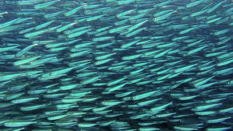 Sardine run, camera is surrounded by a sardine swarm
