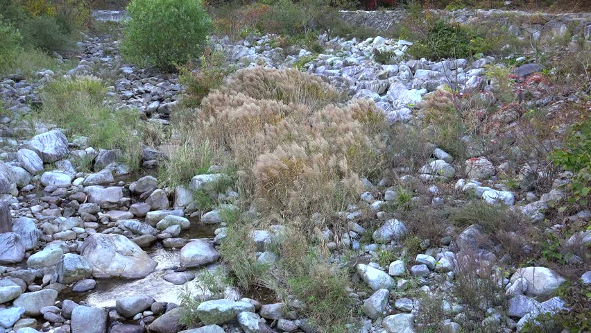 Reed in the rocky bed of dry river in the Seoraksan National Park. Sokcho, South Korea.