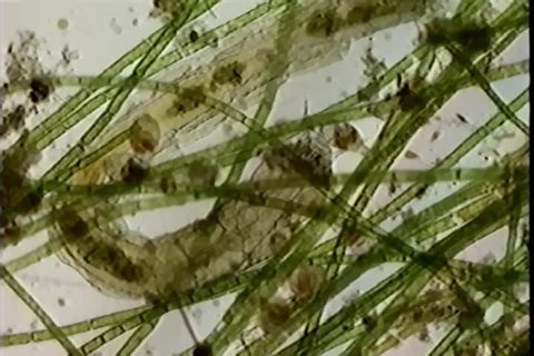 the aquatic larva of a fly moving among filamentous algae